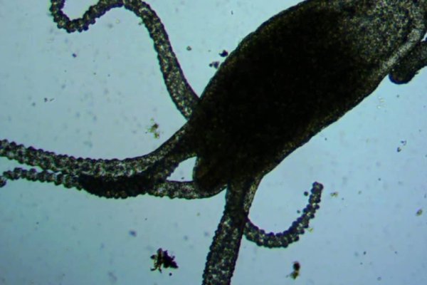 Ссылки на kraken вк